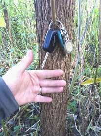 Vrbové plotové sloupky, vrbové řízky pro sadbu plantáže