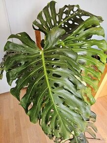 Monstera Thai Constellation