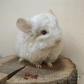 Činčila White Tan Curly RPA