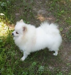 Pomeranian s PP