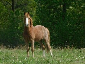 Prodám tříletého valacha pony