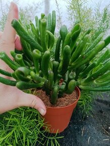 Crassula ovata - Shrekovo ucho