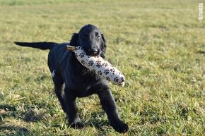 Flat Coated Retriever - pejsek s PP