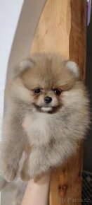 Pomeranian s PP