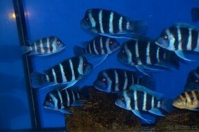 Cyphotilapia gibberosa Blue Zaire WF - 1