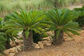 Cycas revoluta - japonský cykas