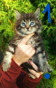 Mainská mývalí, Maine coon, MCO