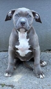 American bully s PP (Aténa)