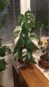 Monstera albo variegata panašovaná bílá deliciosa VYPRODANO