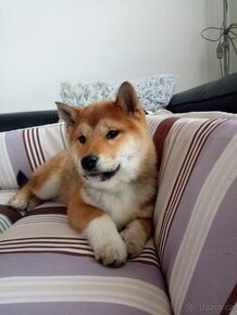 Shiba Inu s PP FCI