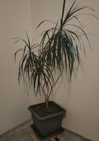 Dracena - 1