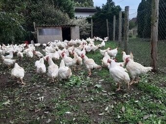 Nabízím k prodeji farmářská domácí kuřata ze dvora