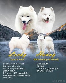 Samojed šteniatka s PP