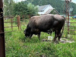 Plemenný býk Brown Swiss