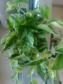 Epipremnun Marble Queen - 1