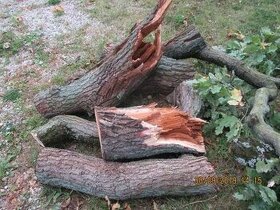 Koupím dub buk břízu palivové dřevo
