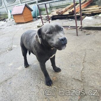 Stafordšírský bulteriér bullterrier