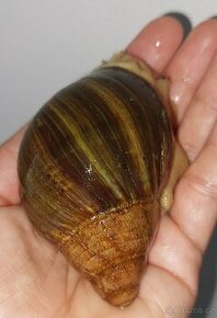 Archachatina prlurpurea quinea albino body