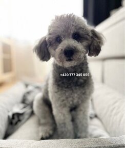 Toy Poodle silver girl fenka female