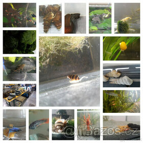 Akvarijní ryby,šneci,krevetky,rostliny - 1