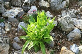 Hořec Tibetský-Gentiana tibetica 500 semen  50 Kč