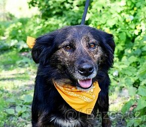 PAMELA K ADOPCI - 1,5 ROKU,HRAVÁ,VDĚČNÁ,MILÁ,HODNÁ - 1