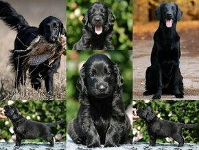 Flat Coated Retriever - roztomilá štěňát s PP (retrivr)