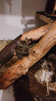 Osmák degu - 1