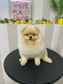 Pomeranian