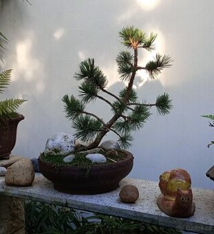 Borovice Osinatá (Pinus aristata) bonsai - 1