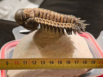 Trilobit Crotalocephalus Gibbus - 1