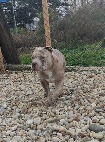 American Bully s PP