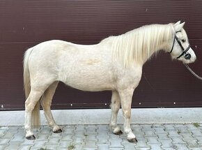 Wels pony Valach