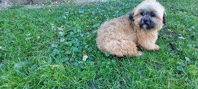 Lhasa apso Lhasáci