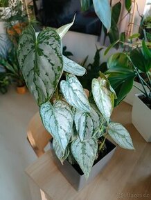 Philodendron brandtianum - 1