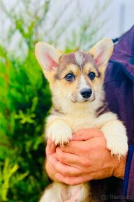 Welsh corgi pembroke s PP (FCI)