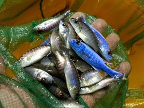 Tlamovci Malawi... Sciaenochromis fryeri ice berg