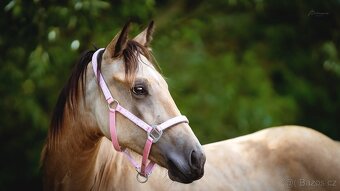 American Quarter Horse klisny do pronájmu