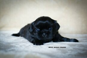 Shih - Tzu s PP