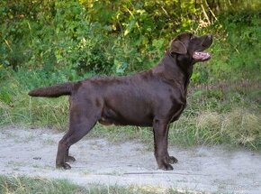 Labradorský retriever s PP