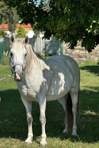 Welsh part bred kobyla 145 možná výměna - 1