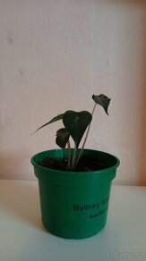 Alocasia "bambino" (arrow head), mladá rostlinka