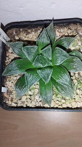 Haworthia 'Hakugin Emaki' ( sukulent )