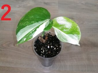 2.Monstera Deliciosa Albo variegata - Menší vrchol