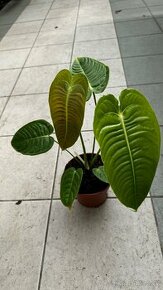 Anthurium veitchii