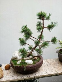 Borovice Osinatá (Pinus Aristata) bonsai - 1