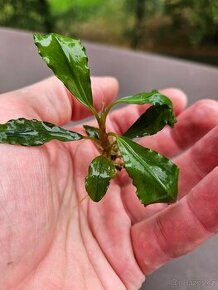 Bucephalandra sp. Ulysses - 1