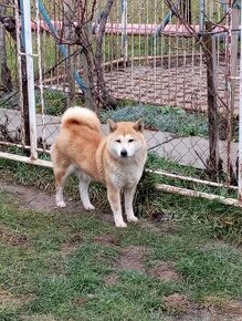 Shiba inu