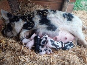 Kune Kune s nárokem na POP - selata