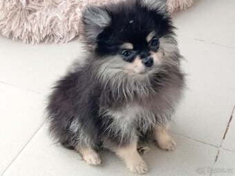 Pomeranian Mini Boo - Black And Tan Fenečka